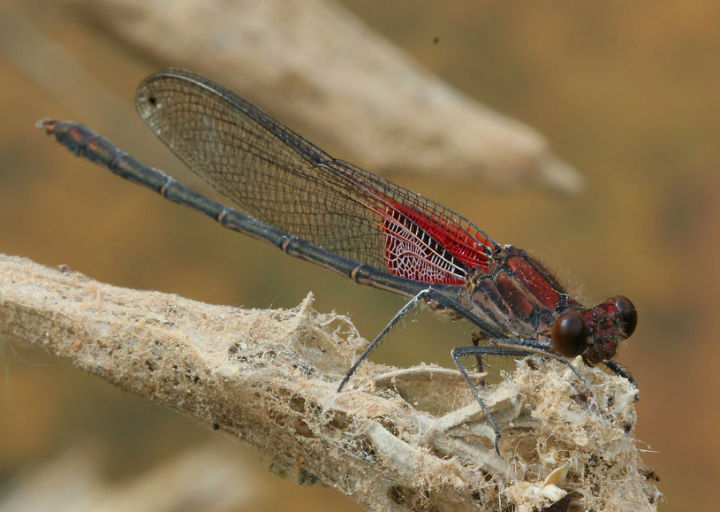 American Rubyspot